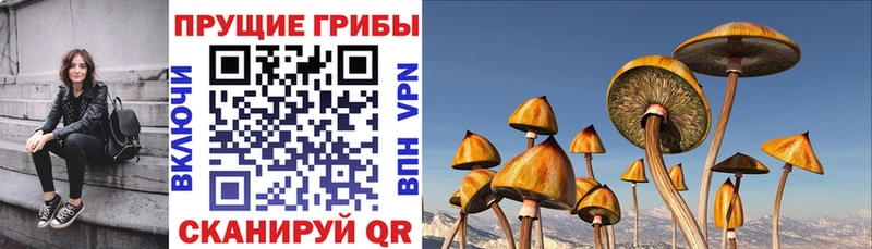 Псилоцибиновые грибы ЛСД  мега ТОР  Новоузенск 